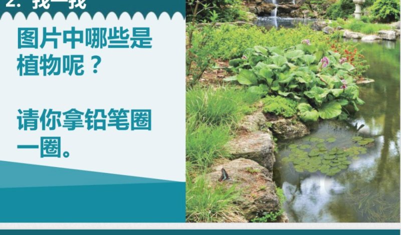 教科版 一年级上册《植物》单元 课件