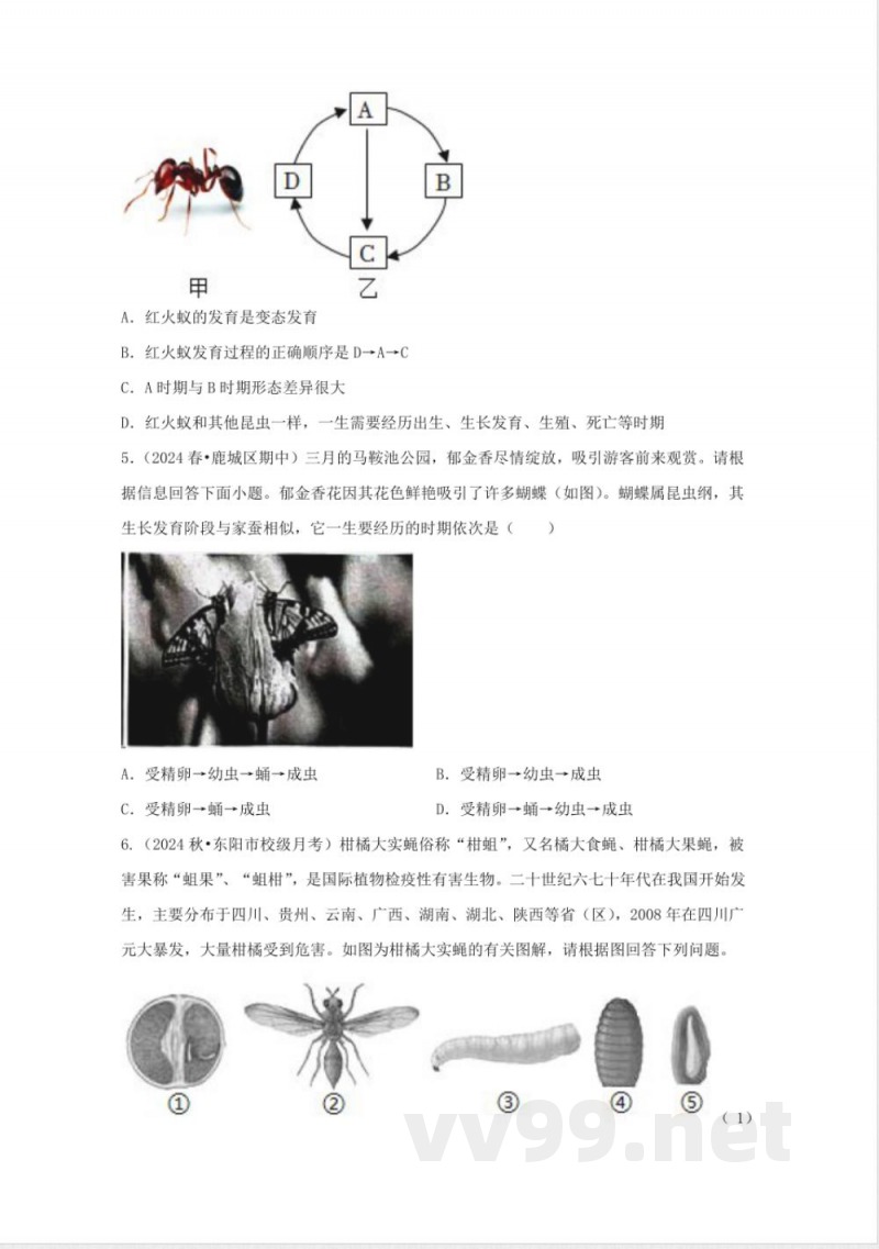 1.2 人和动物的生殖与发育(2)(同步练习)七年级科学下册(浙教版2025) 1.2 人和动物的生殖与发育(2)(同步练习)七年级科学下册(浙教版2025)