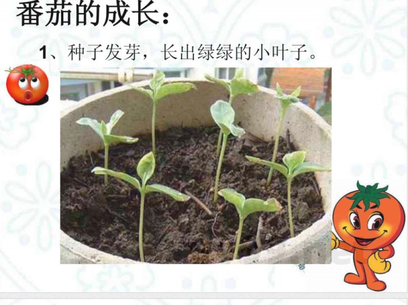 三年级上册科学《番茄》粤教版