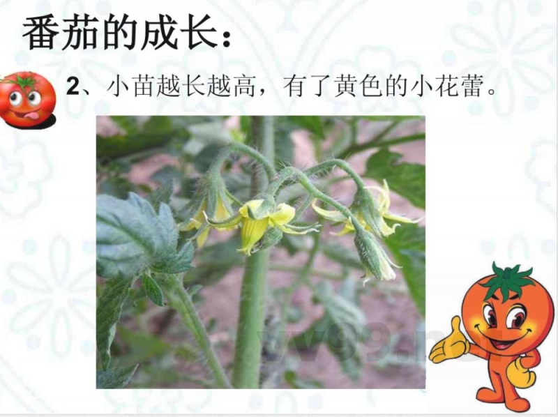 三年级上册科学《番茄》粤教版