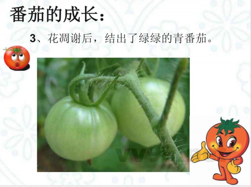 三年级上册科学《番茄》粤教版