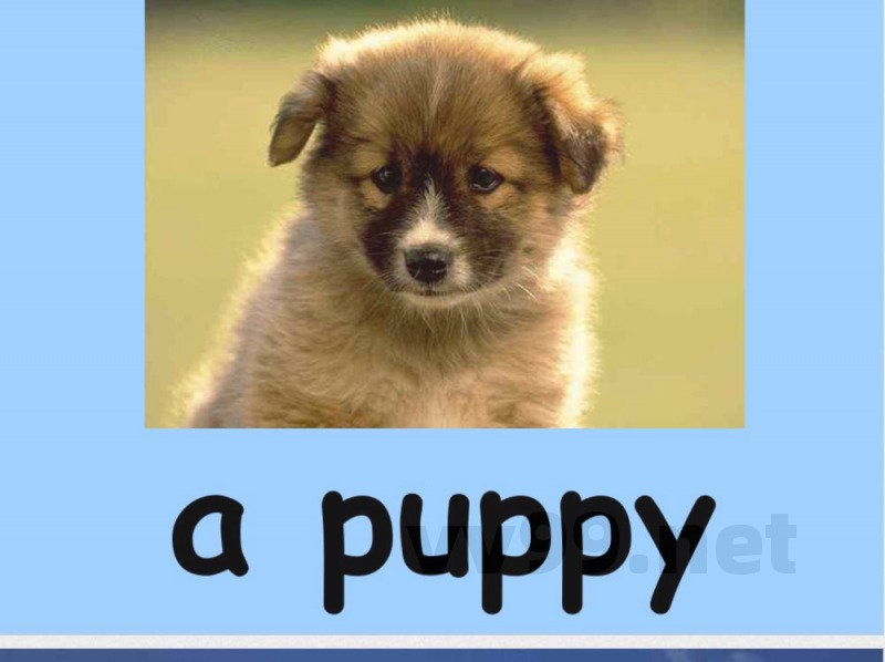 湘少版小学英语五年级上册