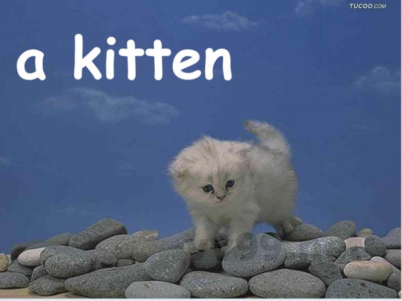 湘少版小学英语五年级上册