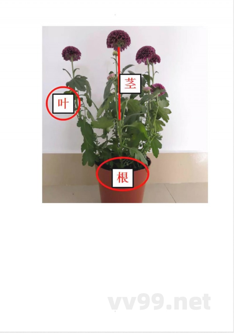 教科版科学一年级上册期末复习知识点总结